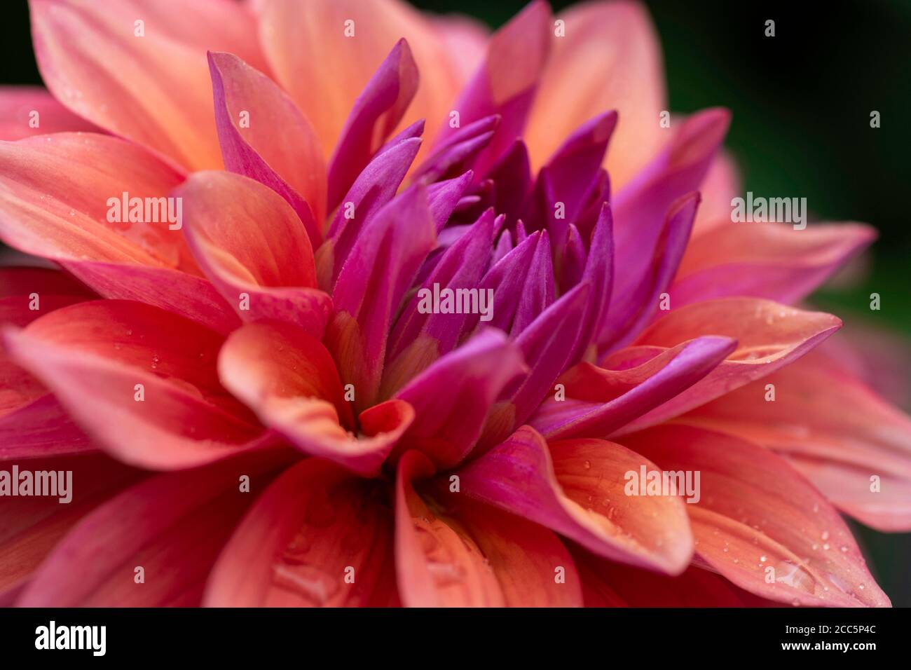 A Dahlia flower in full bloom with unusual coloring shades from orange to dark pink Stock Photo