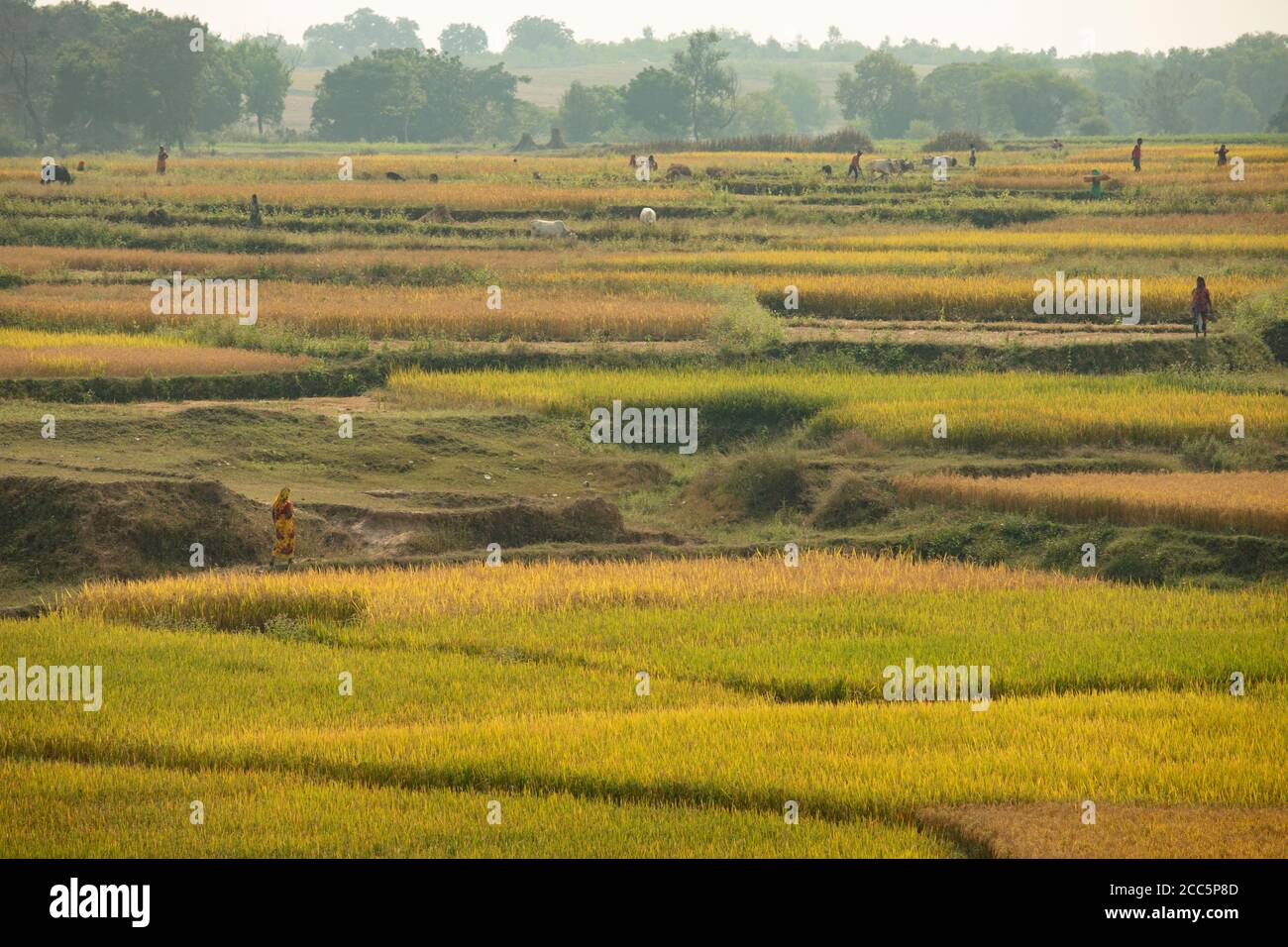 Rice paddies are ready for harvest in Bihar, India, where Lutheran World Relief is carrying out its Partnership Bihar program aimed at empowering women through improved farming and livelihood strengthening.   Pradan (Professional Assistance for Development Action) / Partnership Bihar project.  November 20, 2019 - Jamui District, Bihar State, India. Photo by Jake Lyell for Lutheran World Relief. Stock Photo