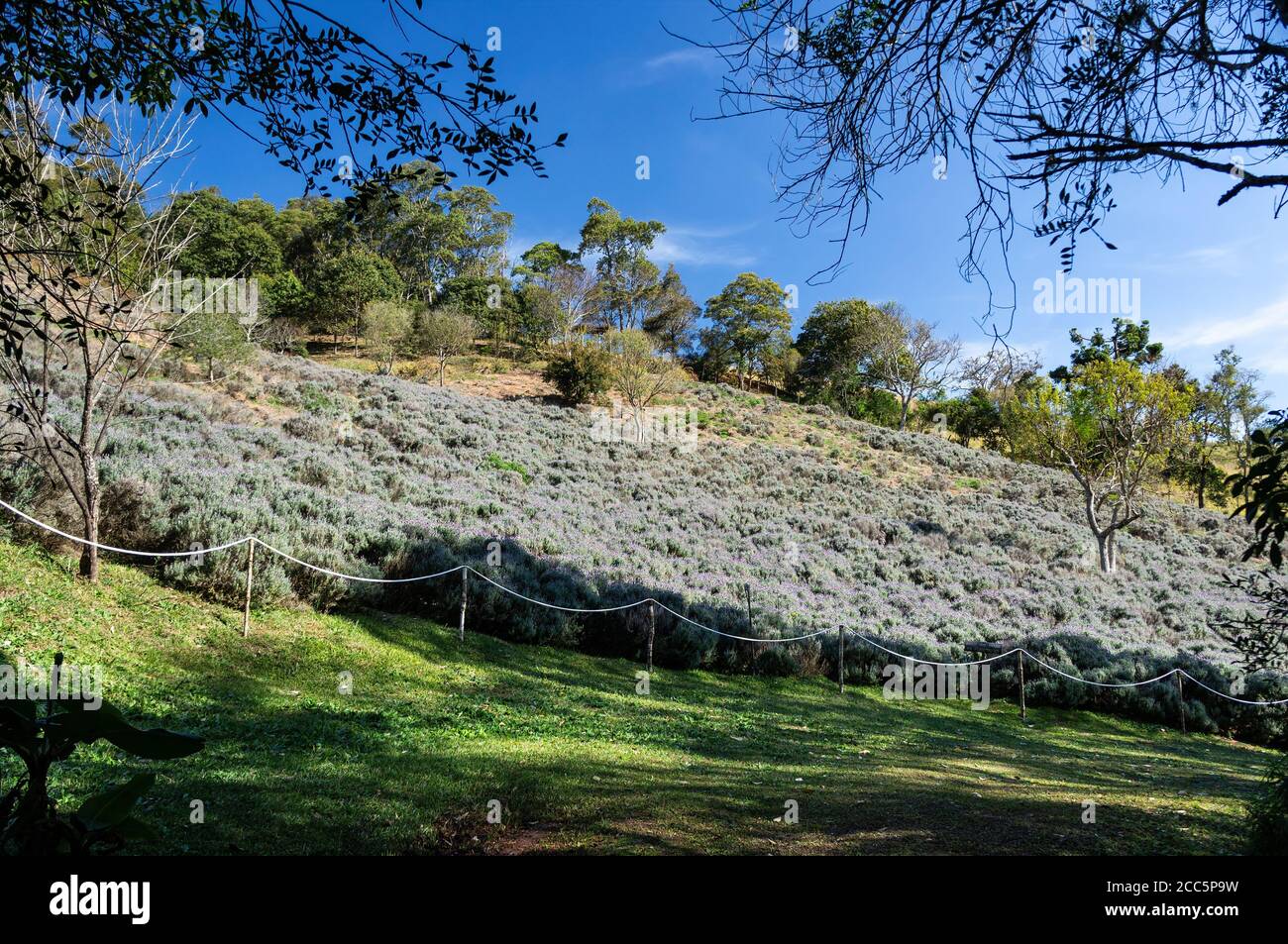 A large Lavender field plantation cultivated on hillside inside the lands of 'O Contemplario' farm, in the mountainous region of Cunha. Stock Photo