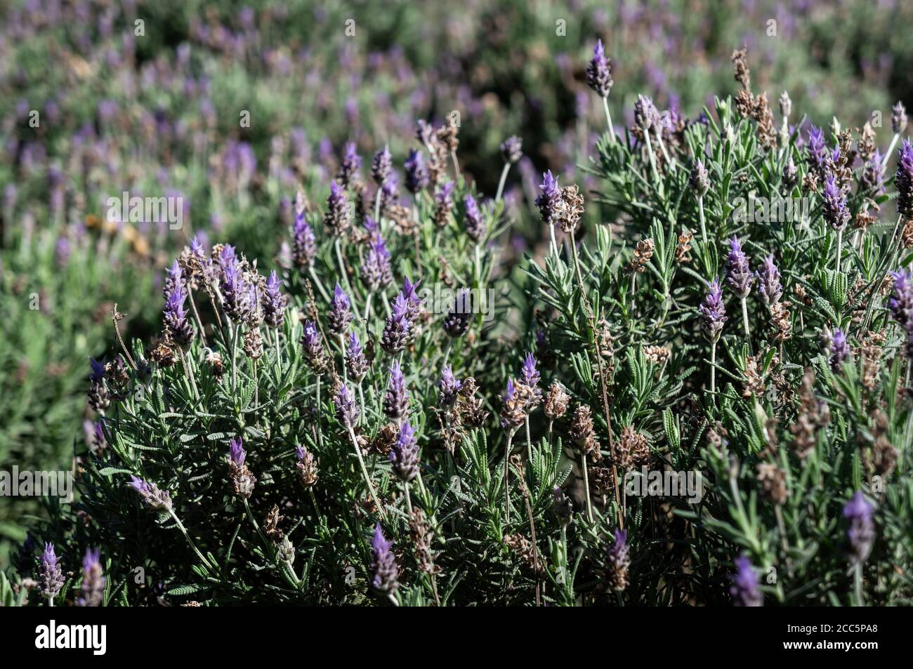 A bush of Lavender flowers (Lavandula dentata - a species of flowering plant in the family Lamiaceae) cultivated in the agriculture fields of Cunha. Stock Photo