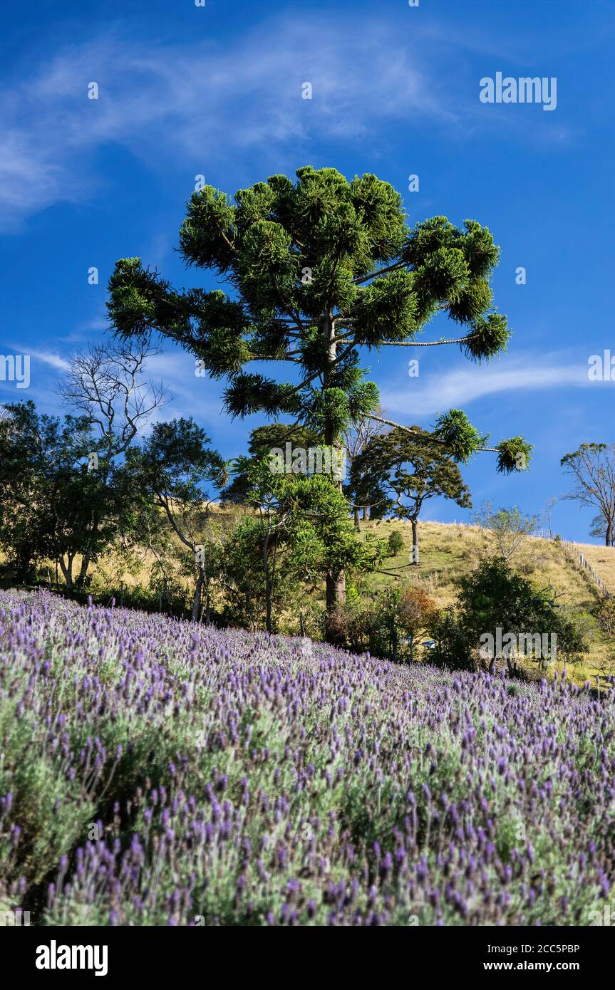 A Candelabra tree under afternoon blue sky nearby a large Lavender field plantation cultivated on hillside inside the lands of 'O Contemplario' farm. Stock Photo