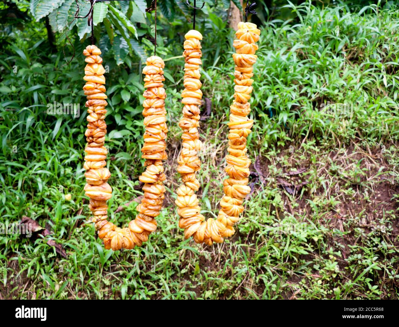 Ayollarning osib chiqqan mushuklarining fotosuratlari