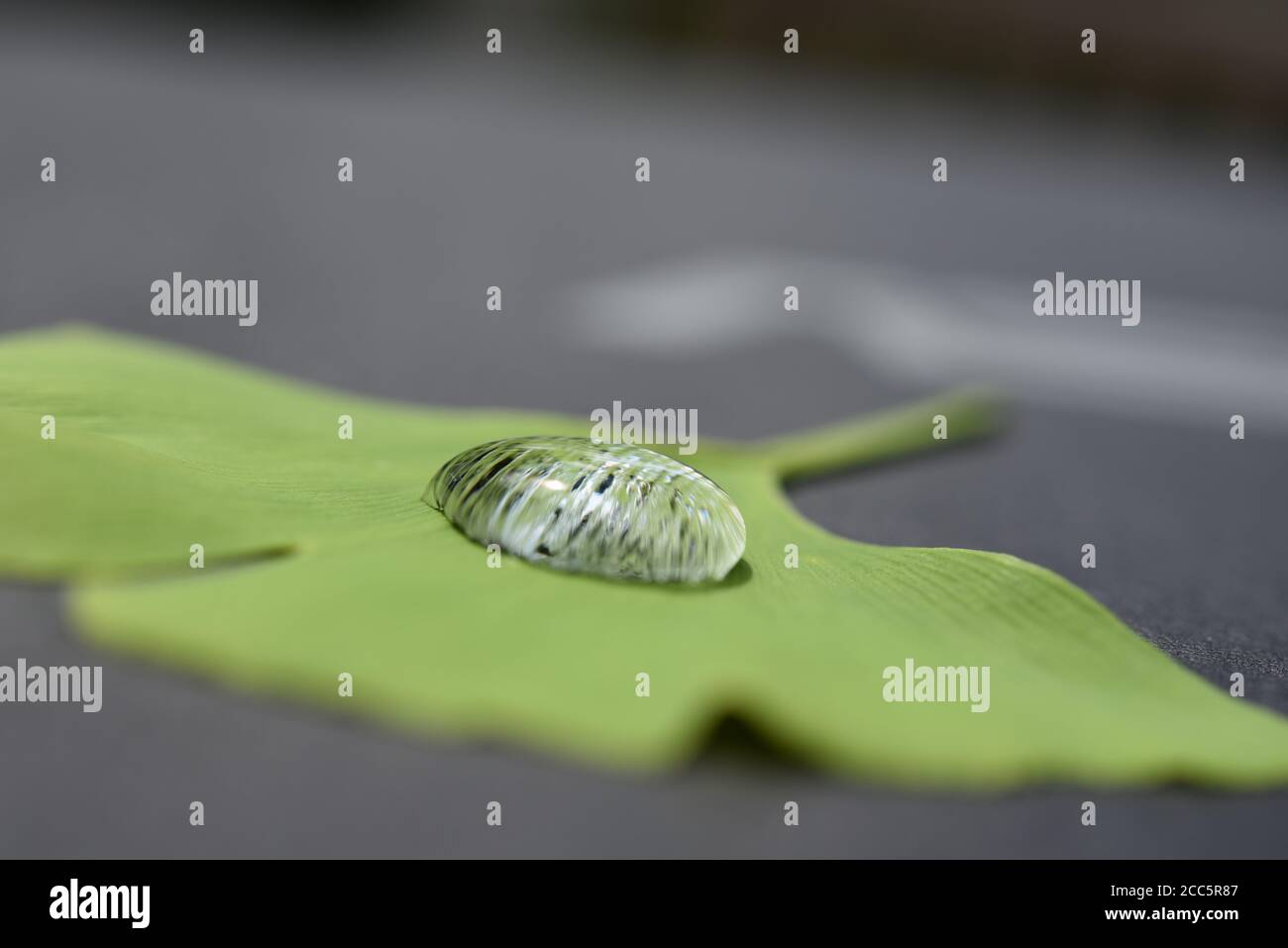Raindrop on a ginko leaf Stock Photo