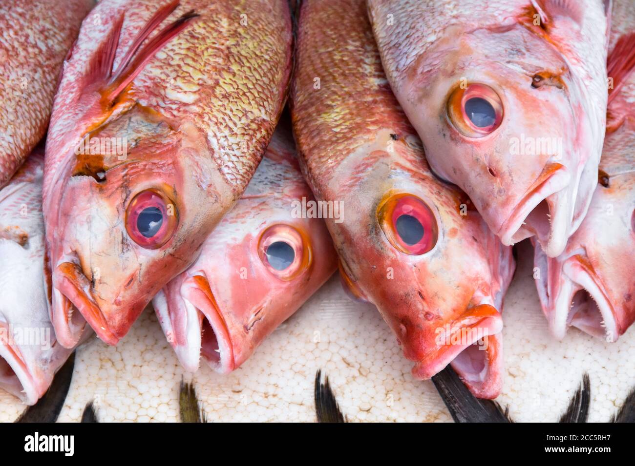 Asian red snapper hi-res stock photography and images - Alamy