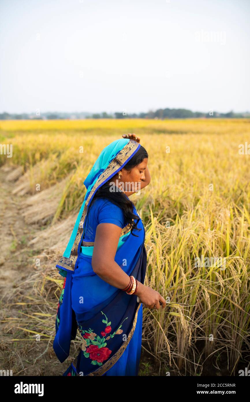 An Indian woman wearing a beautiful blue sari dress harvests stalks of rice on her farm in Bihar, India. Stock Photo