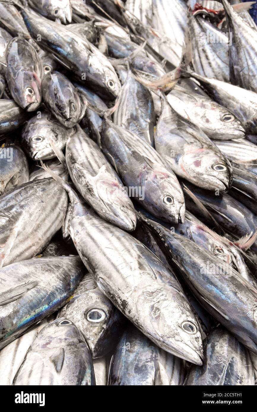 A portrait picture of silver and grey fresh ocean fish in a fish market close to the harbour Stock Photo
