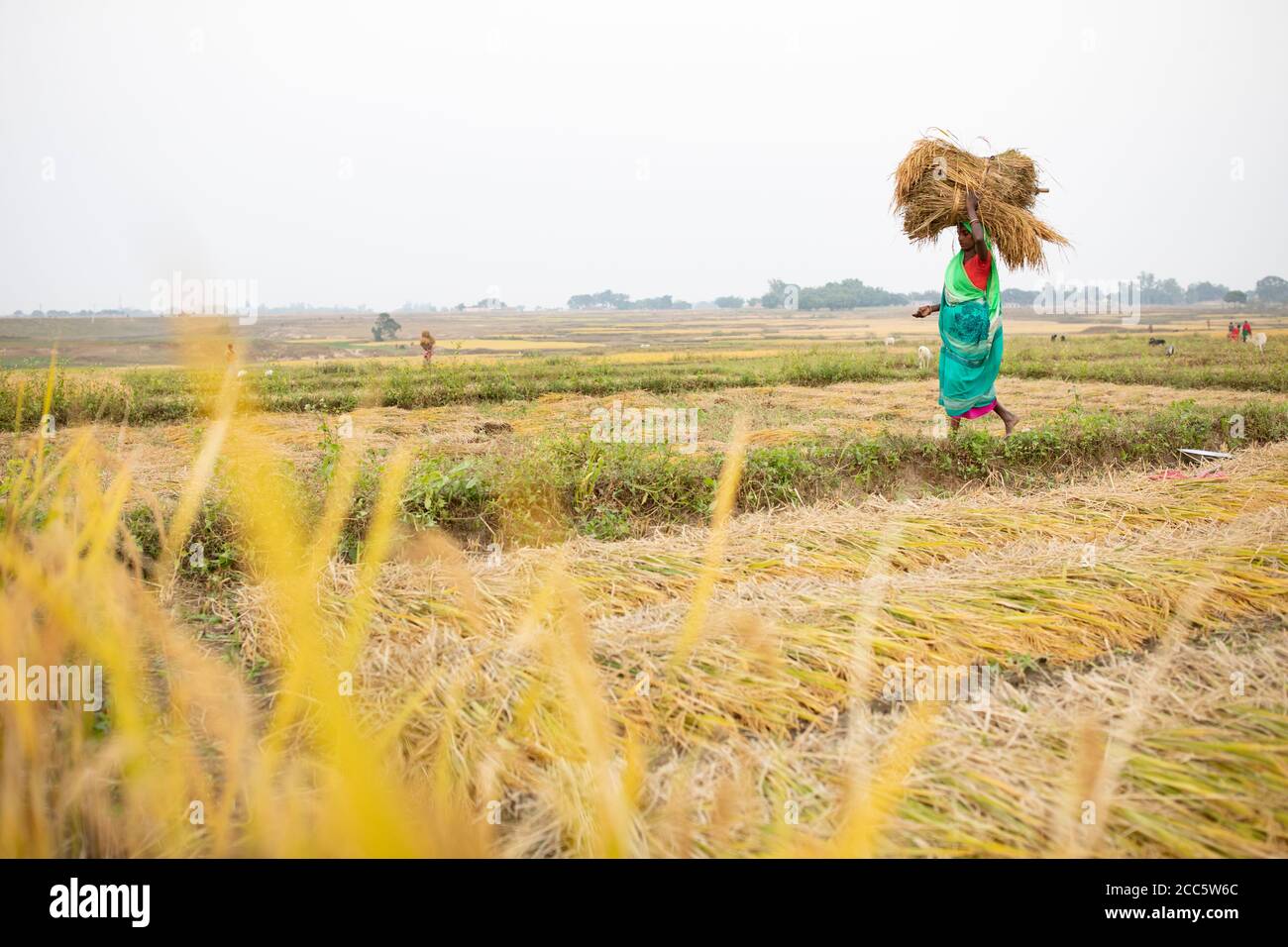 Rice farmers carry bundles of harvested rice grain stalks on their head in rural Bihar, India. Stock Photo