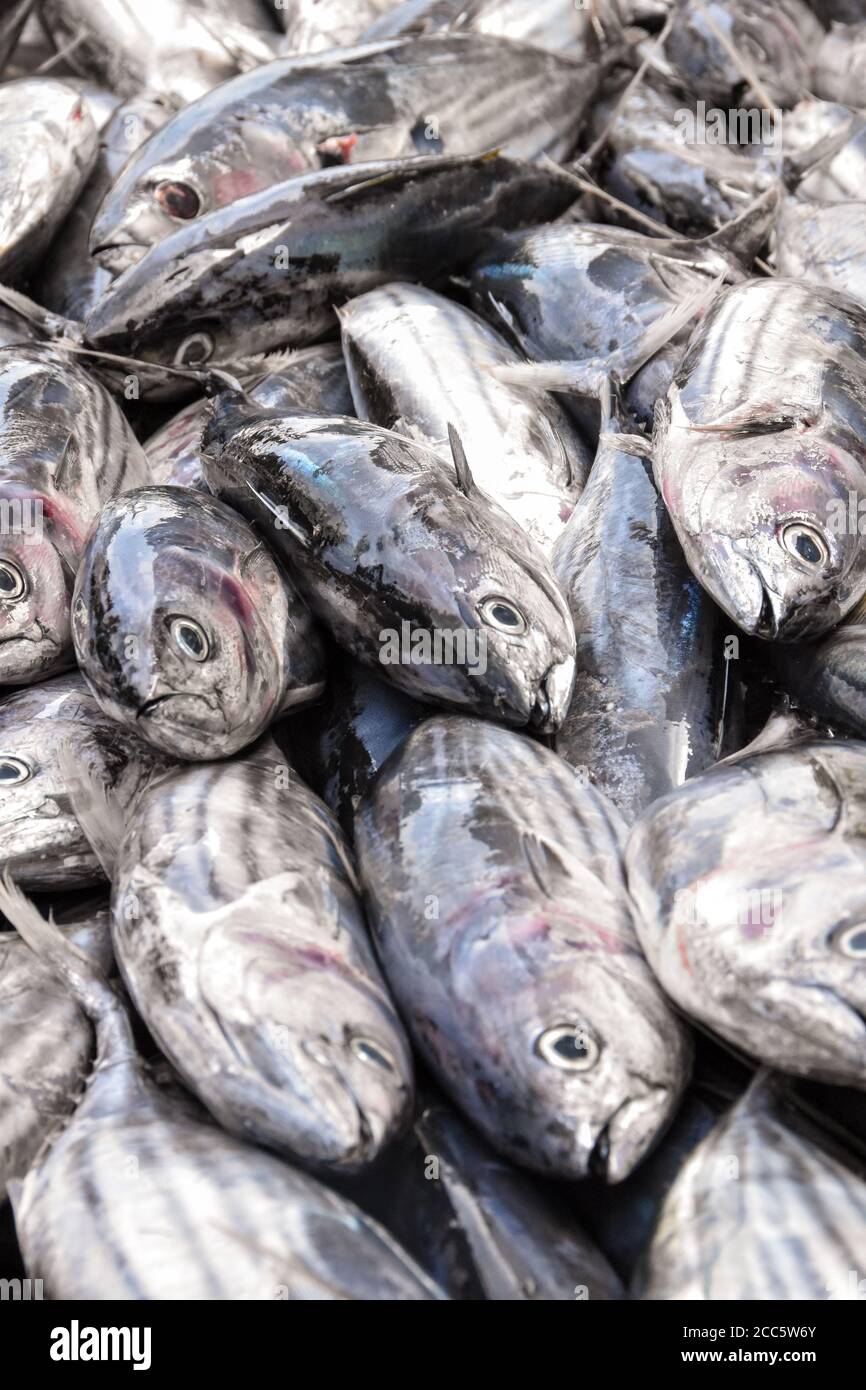 A portrait picture of silver and grey fresh ocean fish in a fish market close to the harbour Stock Photo