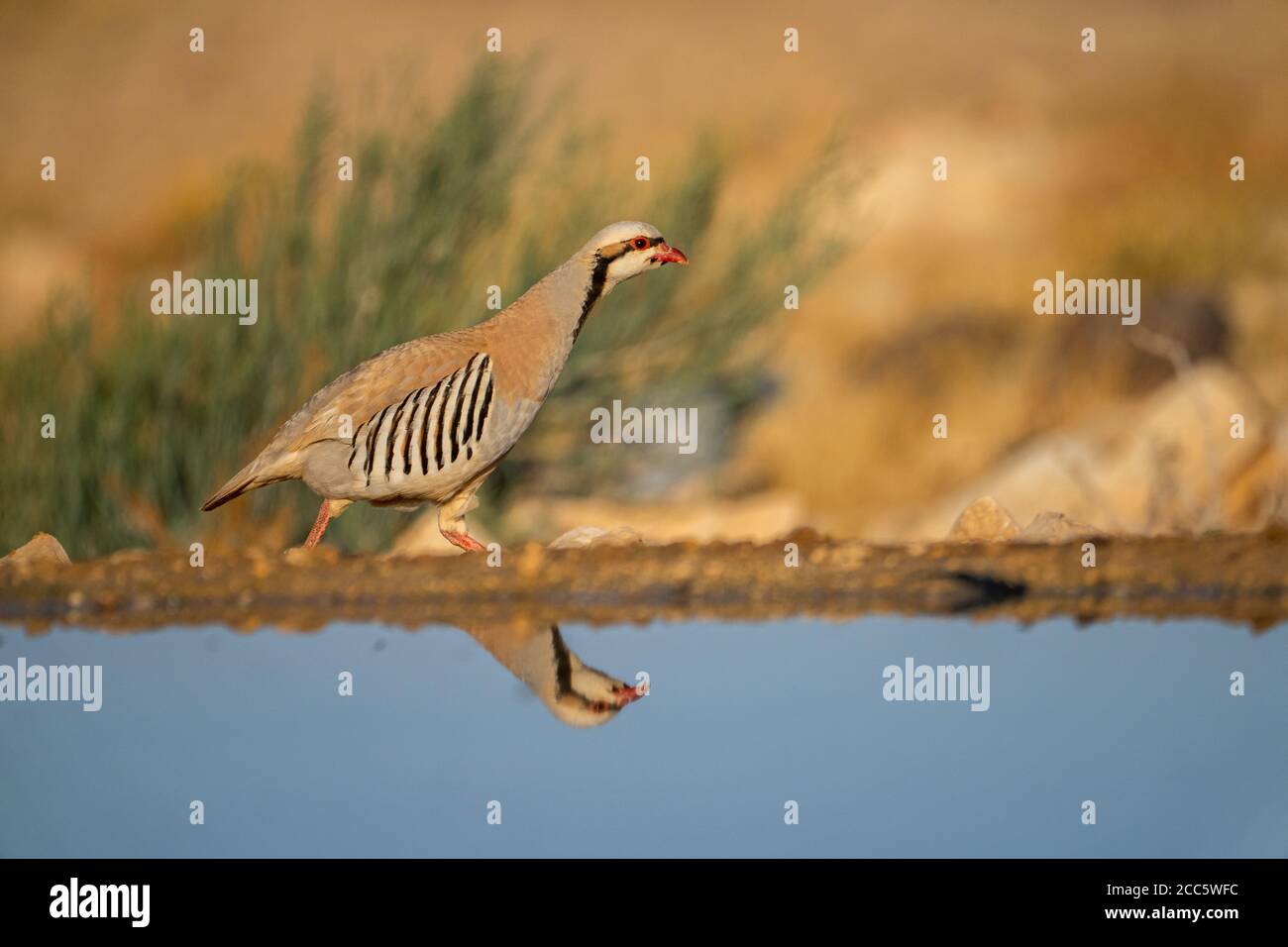 Chukar Partridge or Chukar (Alectoris chukar) Photographed in Israel, Near a water pool Negev desert.  a Palearctic upland gamebird in the pheasant fa Stock Photo