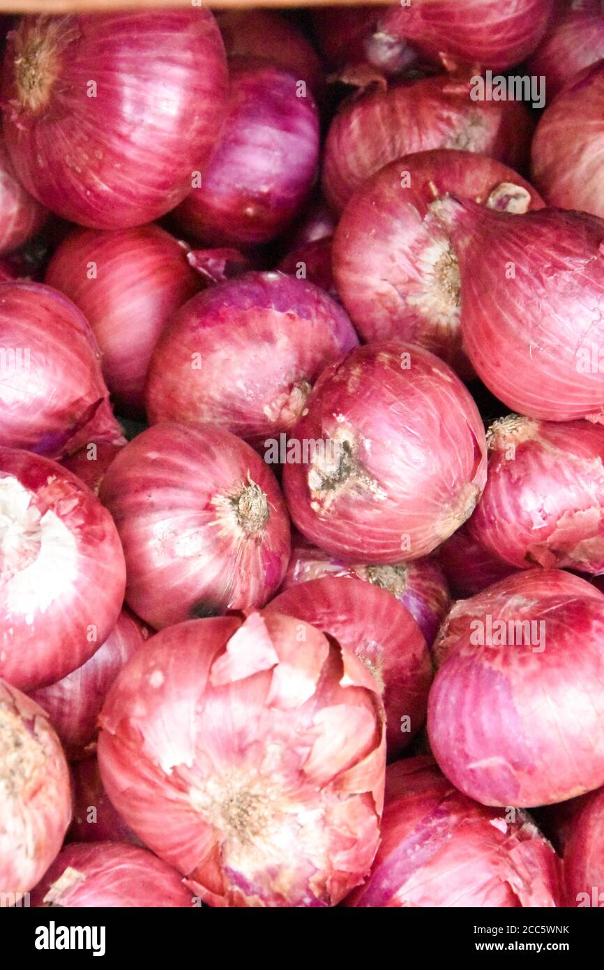 Brittany Pink Onion - Pouliquen - Trading fresh vegetables