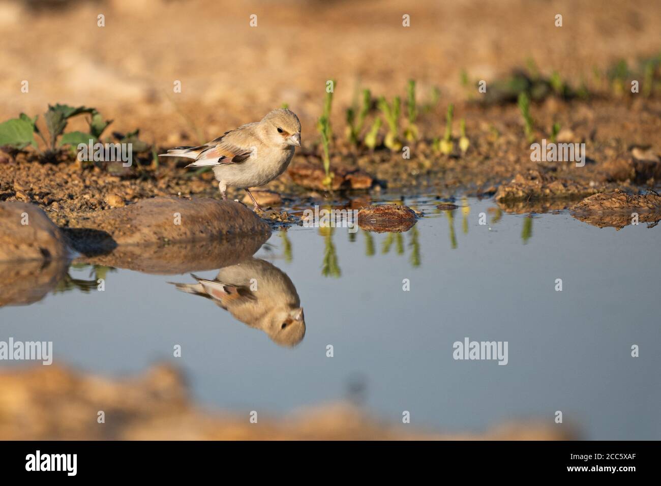 Desert Finch (Rhodospiza obsoleta Previously Carduelis obsoleta) near a puddle of water in the Negev desert, israel. The bird is indeed a desert resid Stock Photo