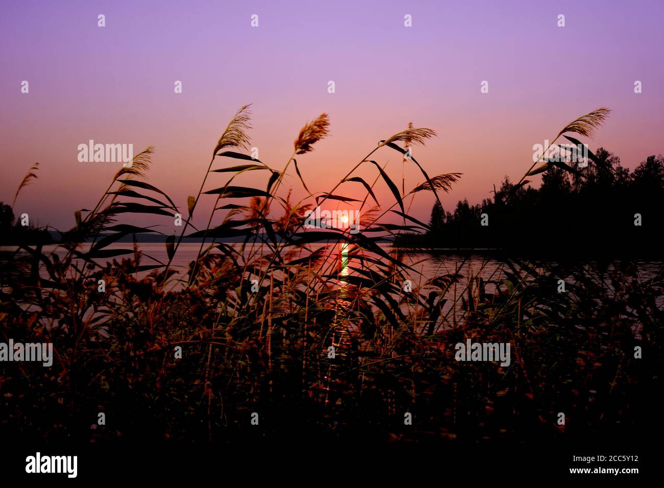 Summer background - Sunset over the lake. Reeds with seed panicles. Romantic landscape. Outdoor travel and adventure. Stock Photo