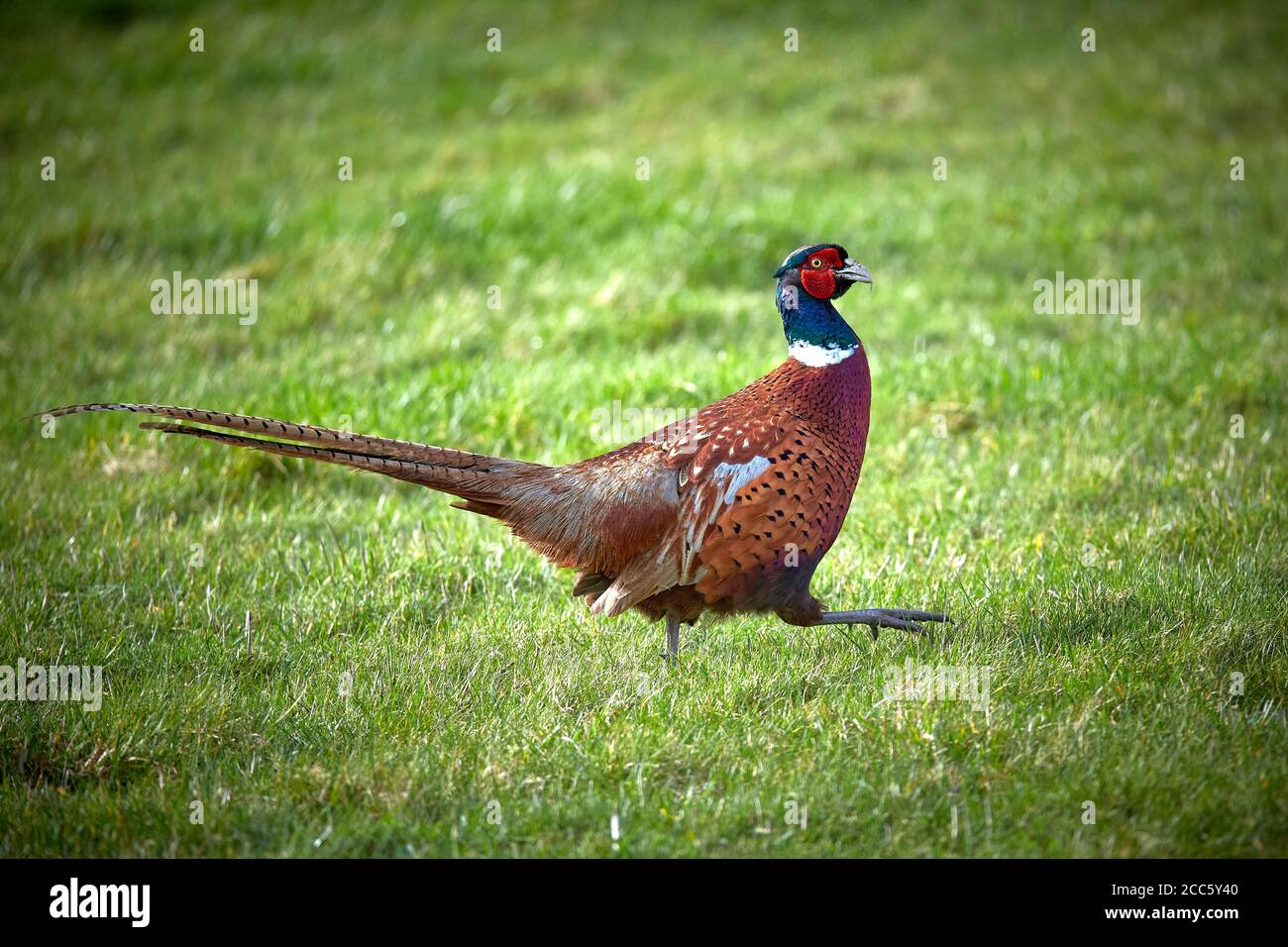 Male common pheasant (Phasianus Colchicus) running against a green grass background Stock Photo