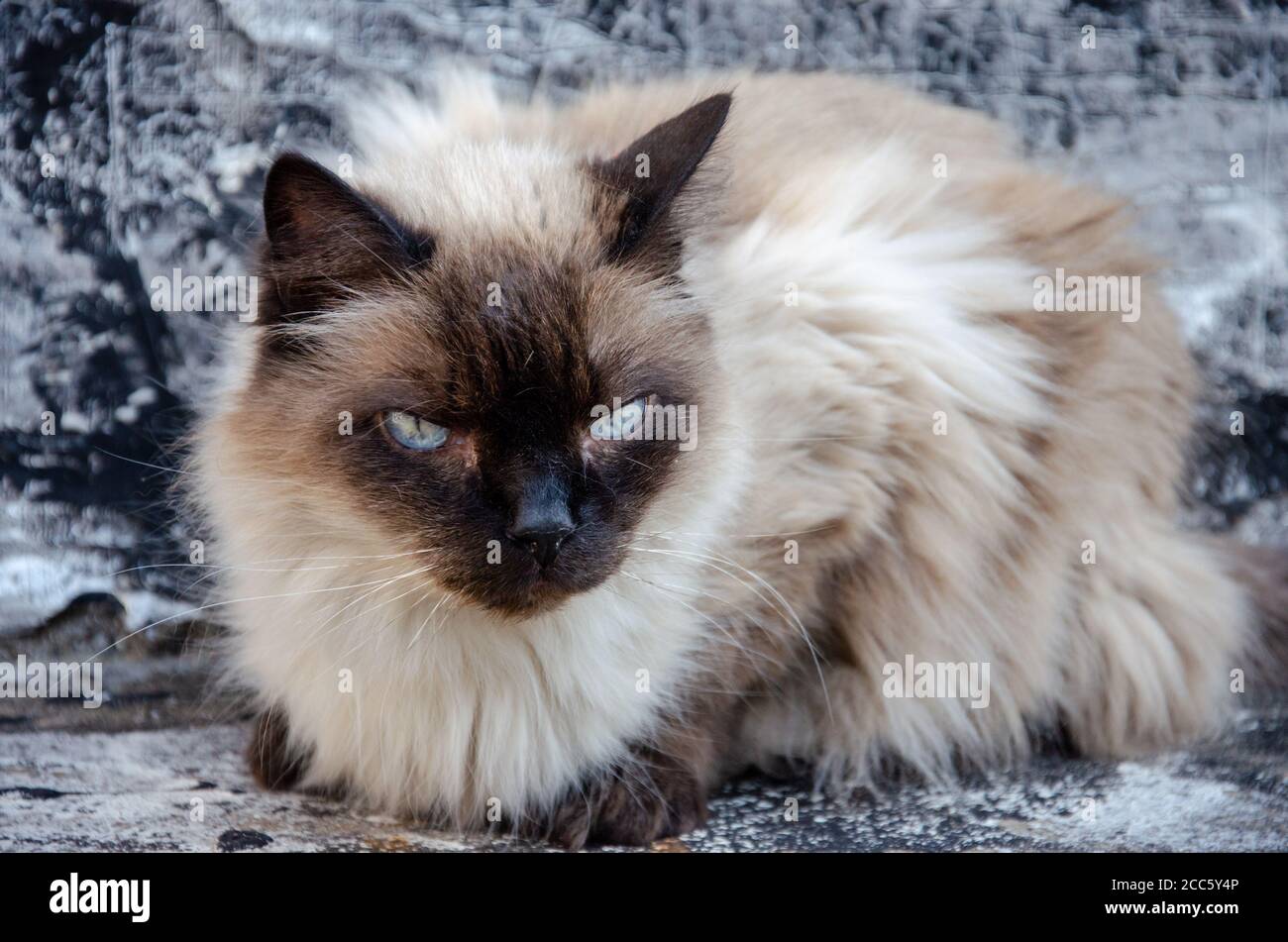 Beige cat hair hi-res stock photography and images - Alamy