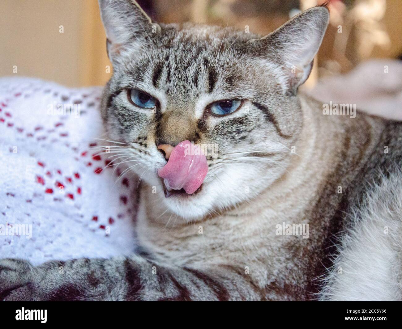 Cat tongue close up grooming hires stock photography and images Alamy
