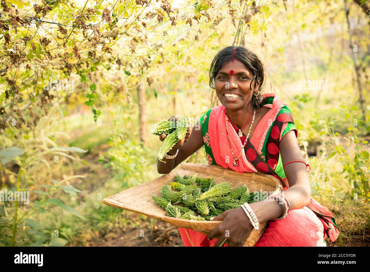 Chandrika Devi (35) harvests fresh bitter gourd on her farm in Bihar, India. Women like Chankdrika have been empowered and their livelihoods have been strengthened through Partnership Bihar, a Lutheran World Relief initiative that brings better farming techniques, high-quality seeds, improved nutrition for families, and microfinance self-help groups to communities in one of India’s poorest states.  Pradan (Professional Assistance for Development Action) / Partnership Bihar project.  November 21, 2019 - Banka District, Bihar State, India. Photo by Jake Lyell for Lutheran World Relief. Stock Photo