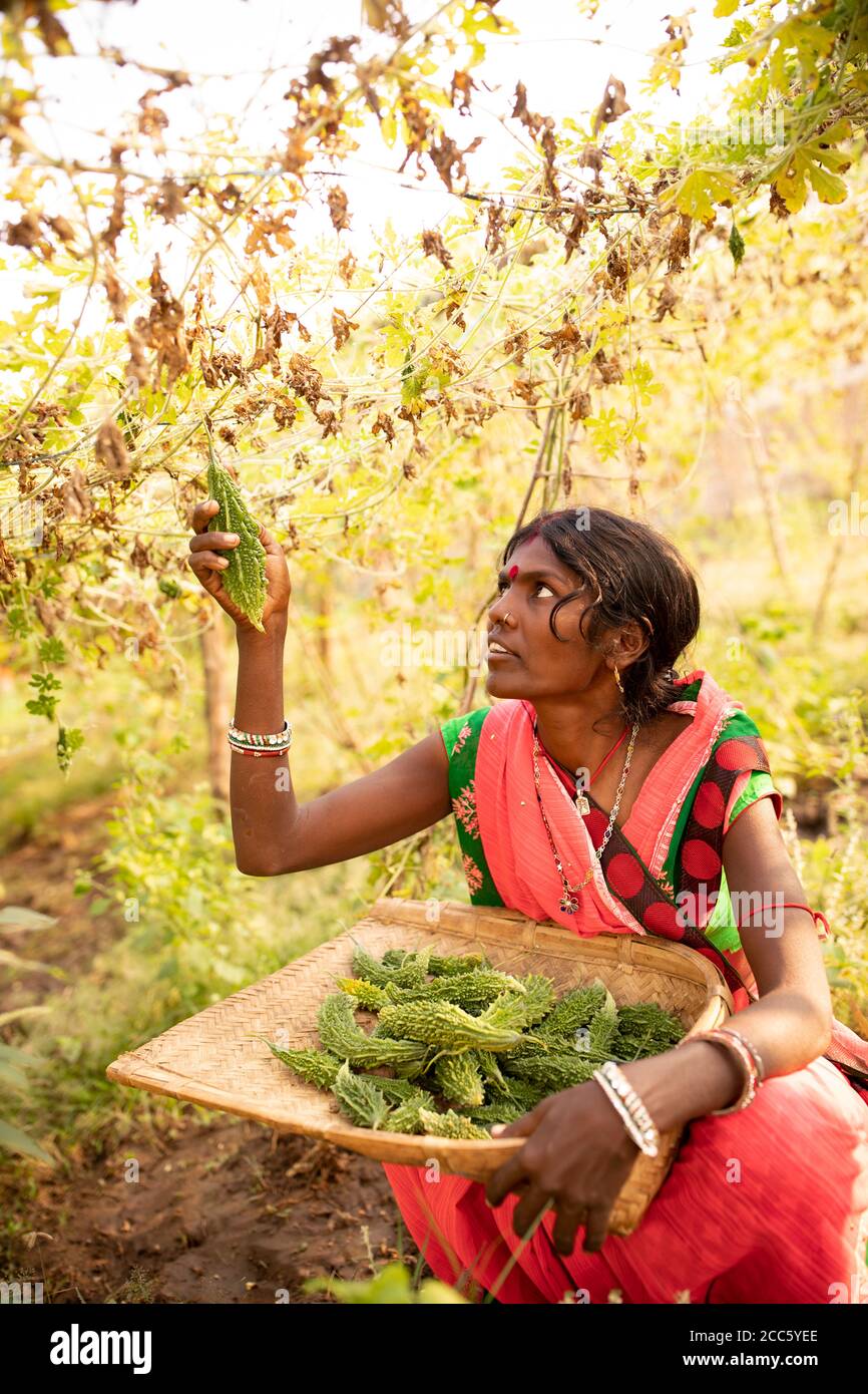 Chandrika Devi (35) harvests fresh bitter gourd on her farm in Bihar, India. Women like Chankdrika have been empowered and their livelihoods have been strengthened through Partnership Bihar, a Lutheran World Relief initiative that brings better farming techniques, high-quality seeds, improved nutrition for families, and microfinance self-help groups to communities in one of India’s poorest states.  Pradan (Professional Assistance for Development Action) / Partnership Bihar project.  November 21, 2019 - Banka District, Bihar State, India. Photo by Jake Lyell for Lutheran World Relief. Stock Photo