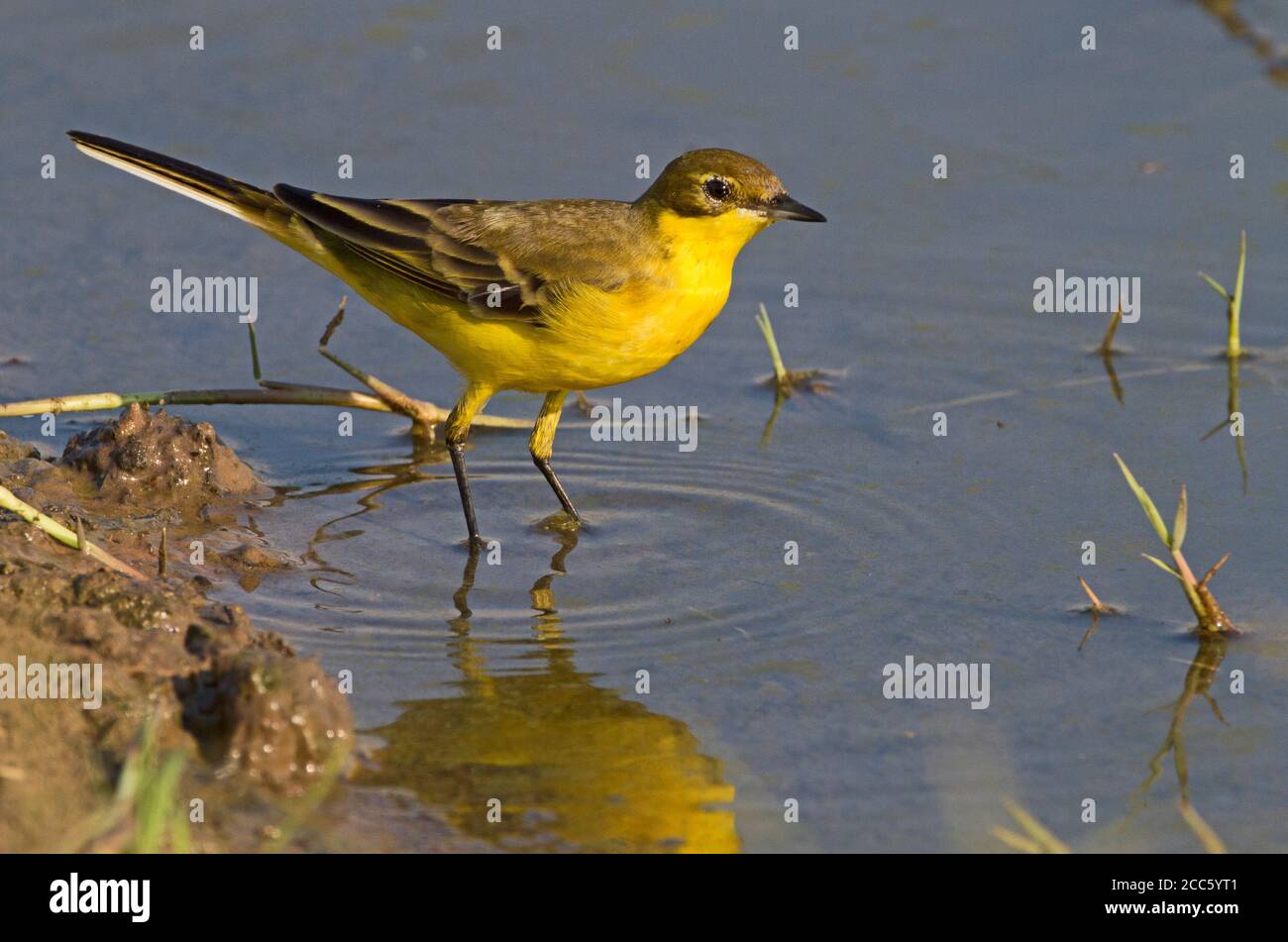 Western Yellow Wagtail (Motacilla flava) near water, Yellow wagtails are insectivorous, preferring to live in open country where it is easy to spot an Stock Photo