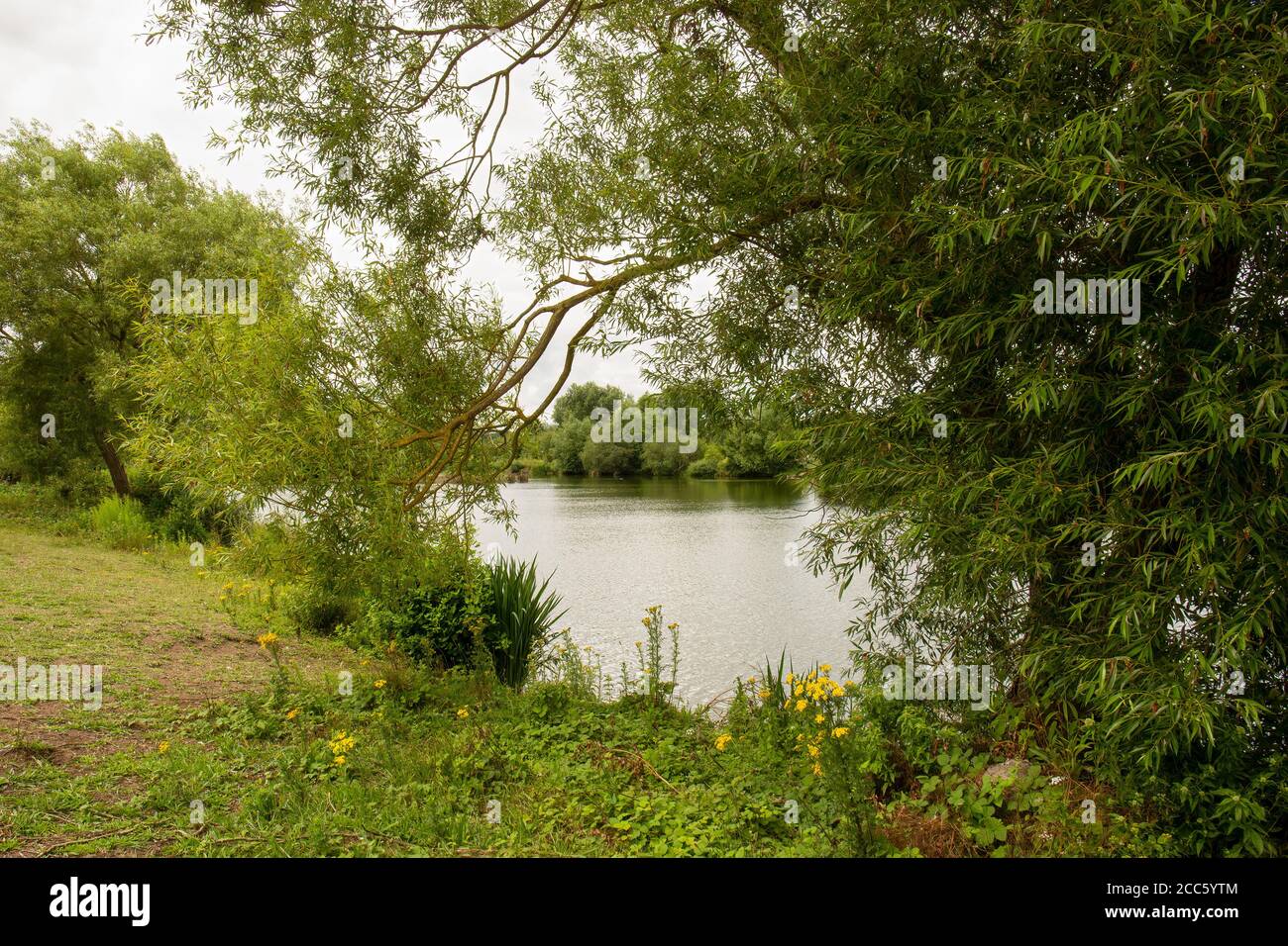 Serene English lakeside view on a summer day through willow trees, Concept of lonely natural area. Stock Photo