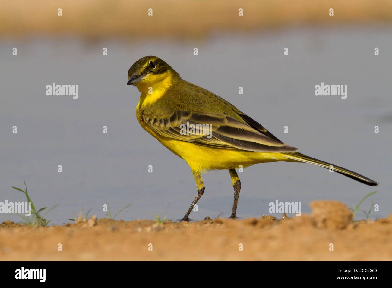 Western Yellow Wagtail (Motacilla flava) near water, Yellow wagtails are insectivorous, preferring to live in open country where it is easy to spot an Stock Photo