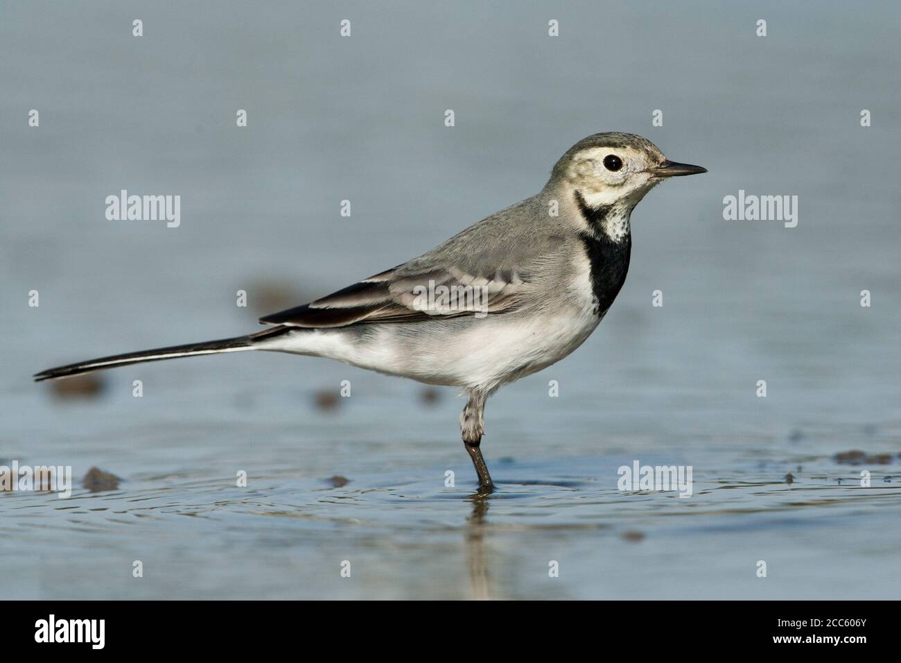 White wagtail (Motacilla alba) standing in a pool. White wagtails are insectivorous, preferring to live in open country where it is easy to spot and p Stock Photo