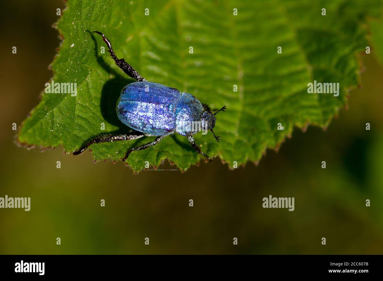 High angle shot of a Hoplia coerulea, blue metalized beetle on the leaf Stock Photo