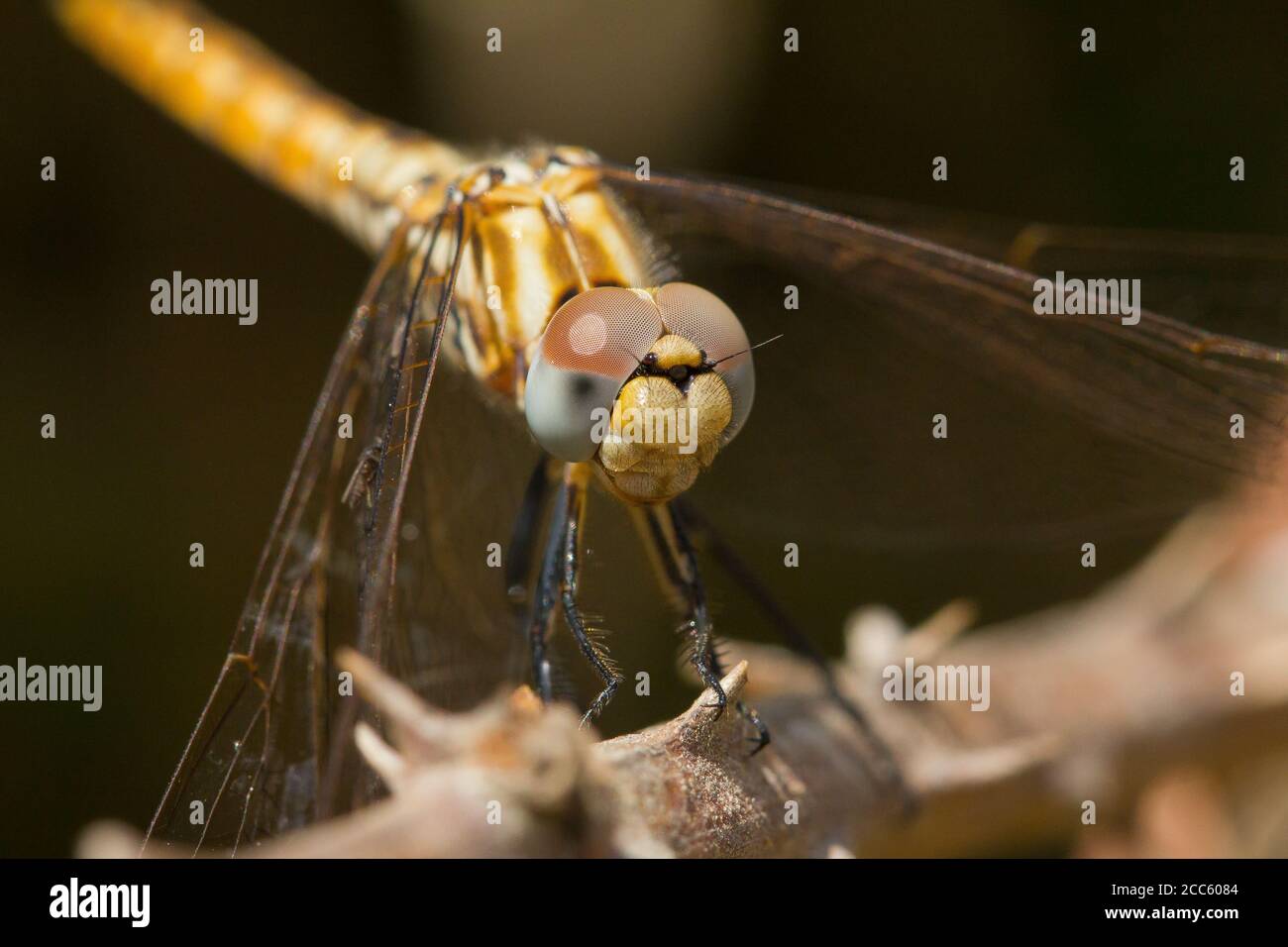 Closeup of the Trithemis Annulata on a branch of a plant captured on a sunny day Stock Photo