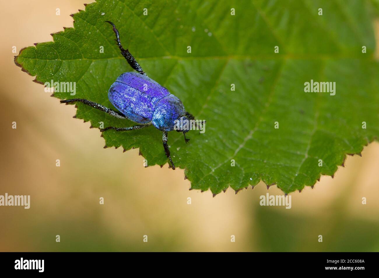 High angle shot of a Hoplia coerulea, blue metalized beetle on the leaf Stock Photo