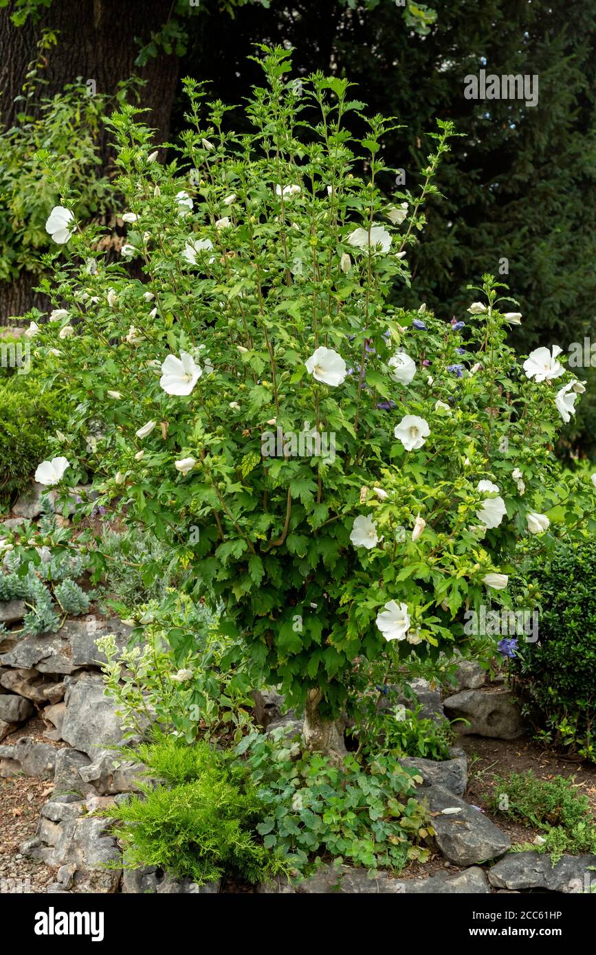 Rose of Sharon or Hibiscus Syriacus Diana white blossoms flowering shrub full size Malvaceae plant or Rose Mallow summer blooming in botanical garden Stock Photo