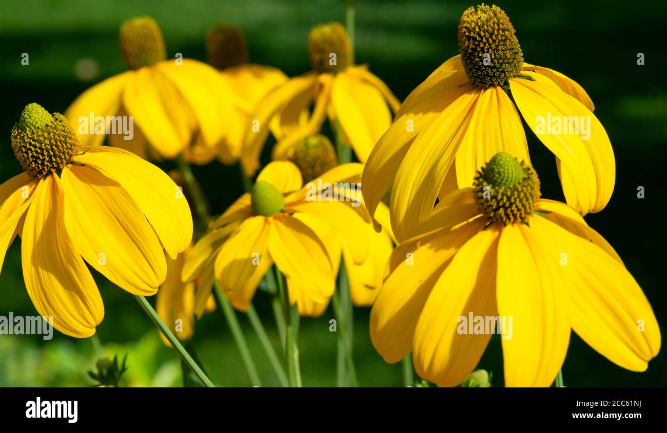 Rudbeckia Laciniata Herbstonne Autumn Sun or Green Eyed Coneflower Herbstonne as the tallest Daisy on a meadow in beautiful sunset light. Stock Photo
