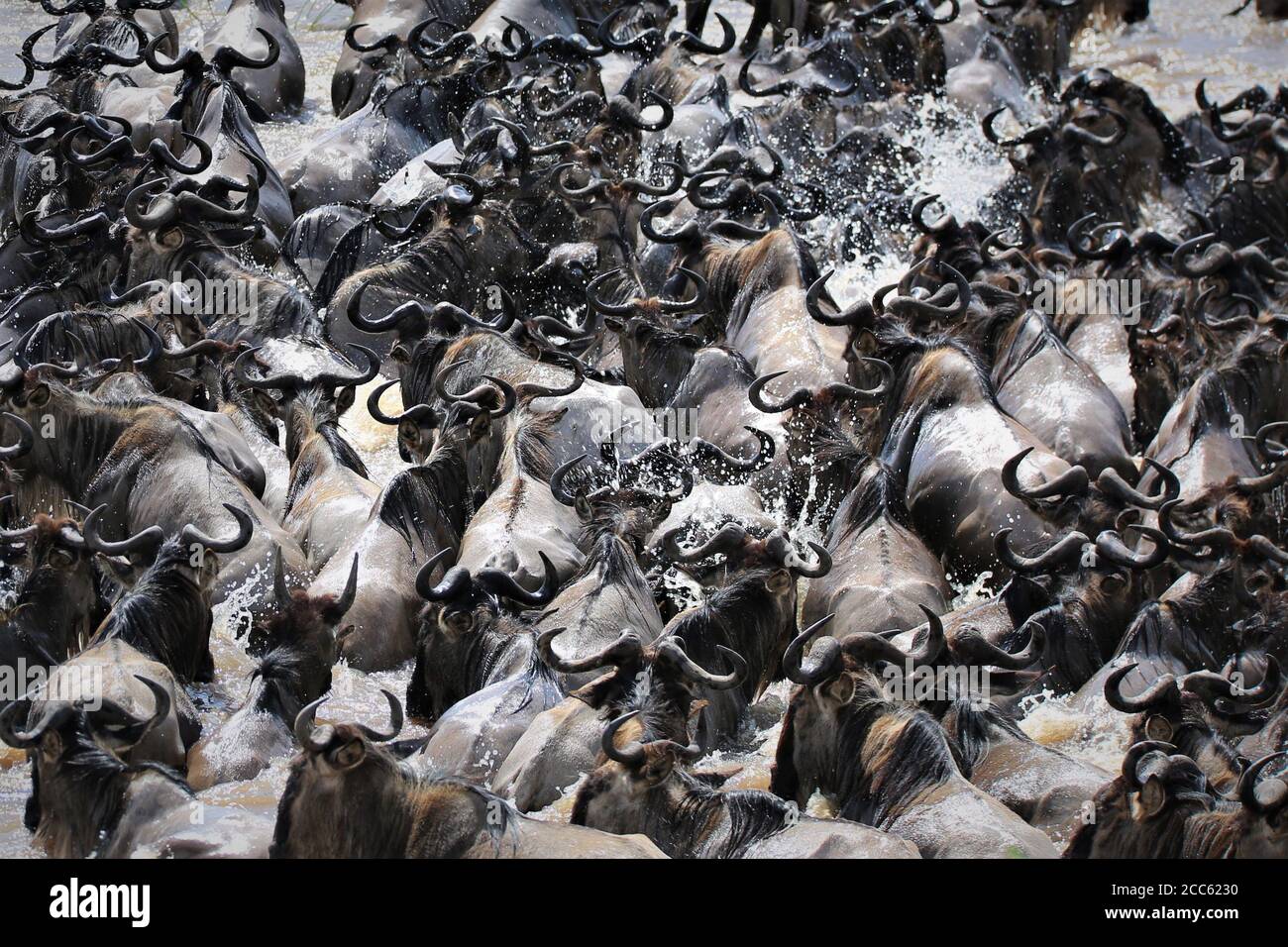 Wildebeest migration Stock Photo