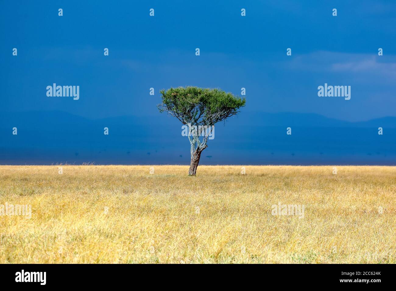 Lone tree - Masaai Mara Stock Photo