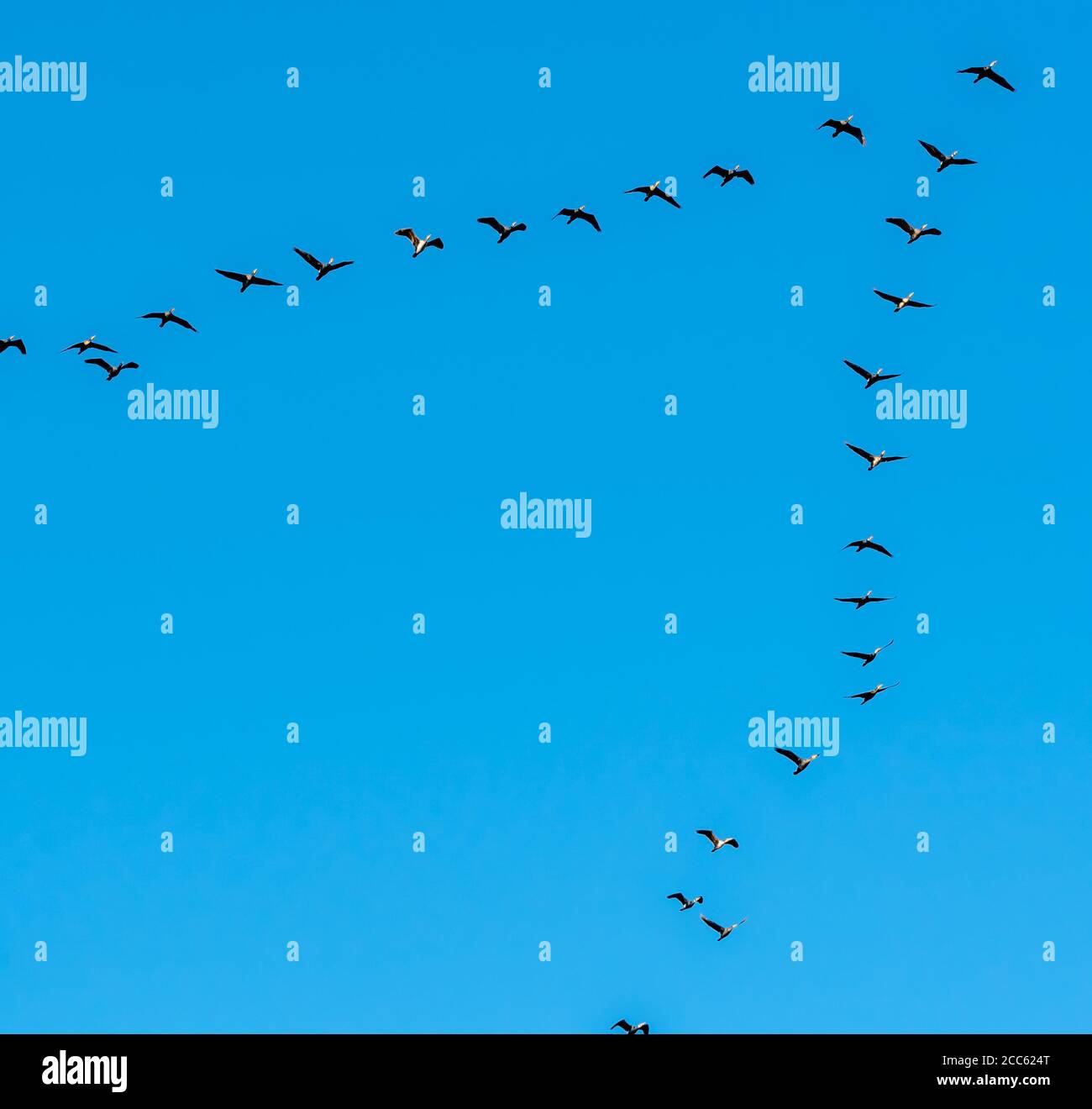 Bird migration. A flock of birds fly in an arrow formation on a blue