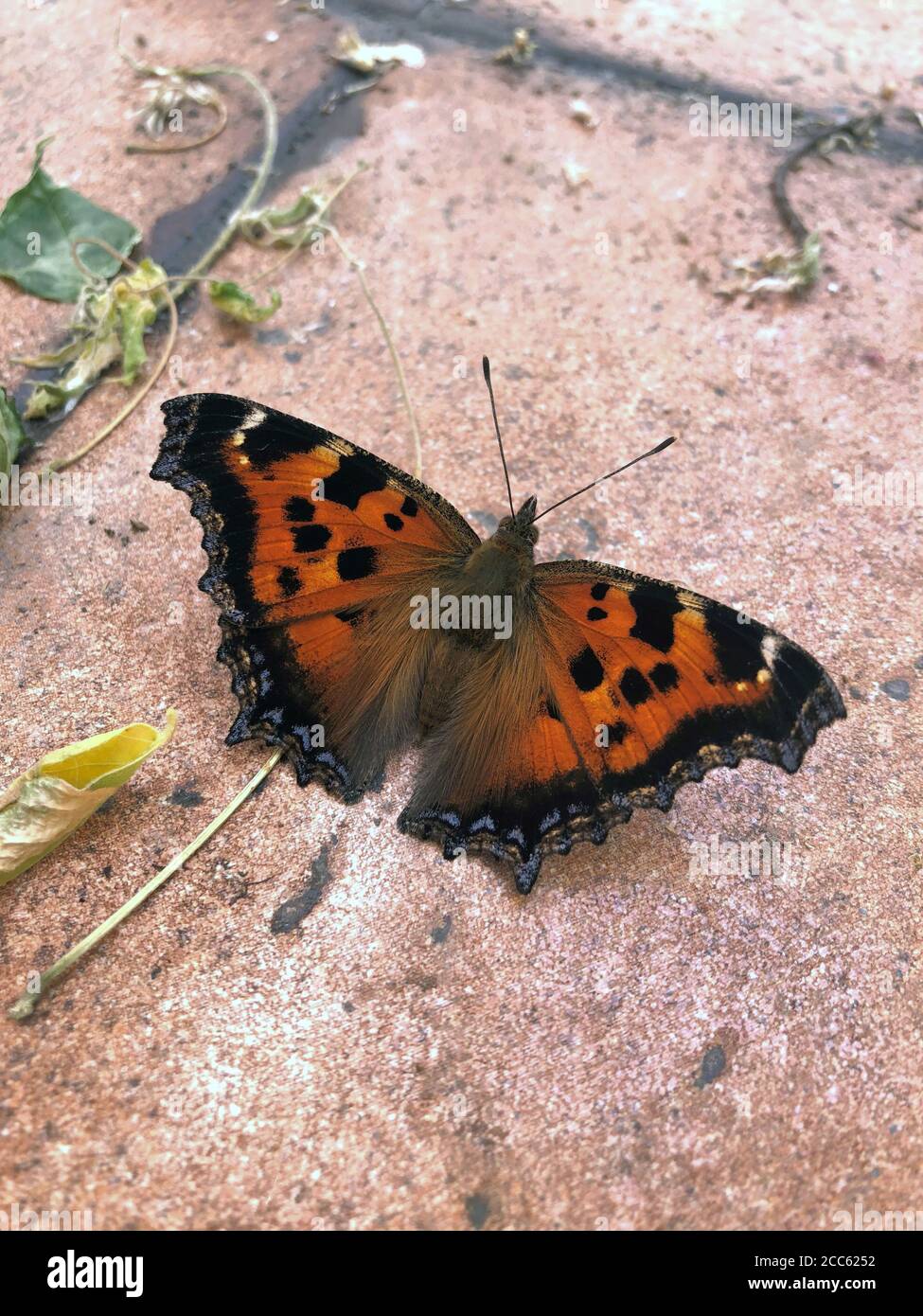 Small Tortoiseshell Butterfly sitting on the ground. Reddish orange insect with black markings on the forewings. Aglais urticae, mobile photo Stock Photo
