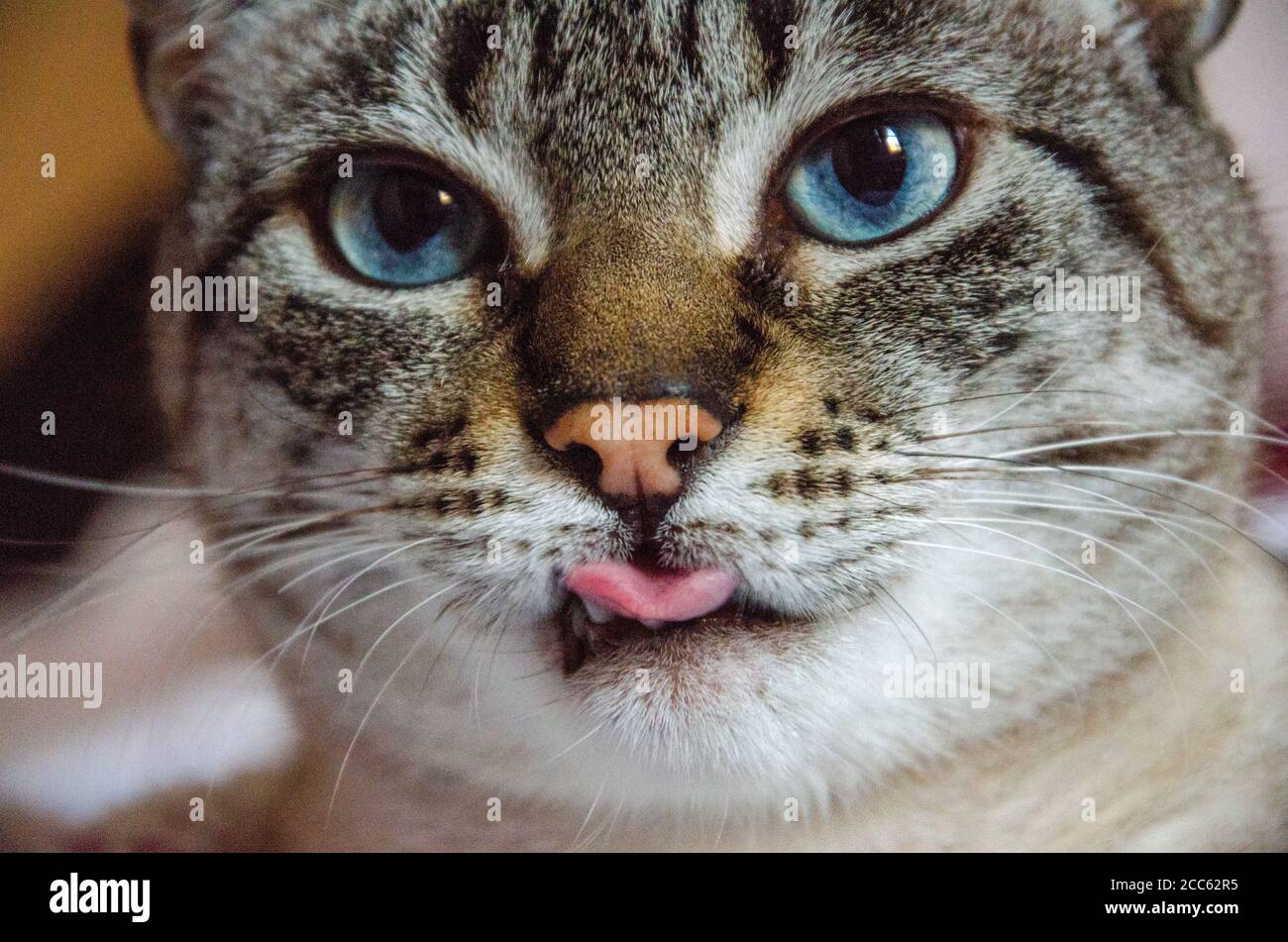 close up on grey tabby cat face with tongue out Stock Photo