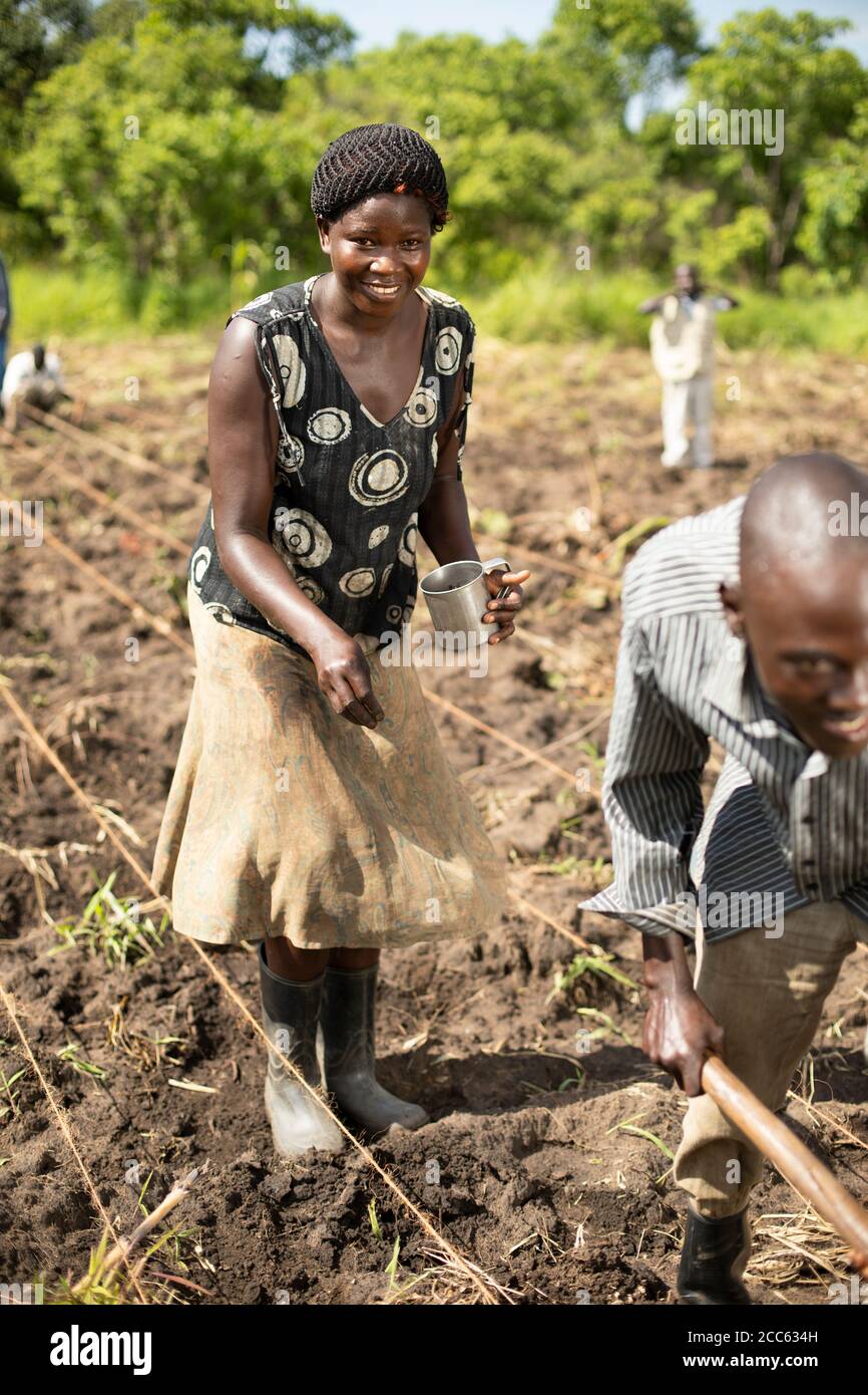 Smallholder farmers use guide ropes to neatly and evenly sew okra seeds in a field outside Palabek Refugee Settlement in northern Uganda, East Africa. Stock Photo