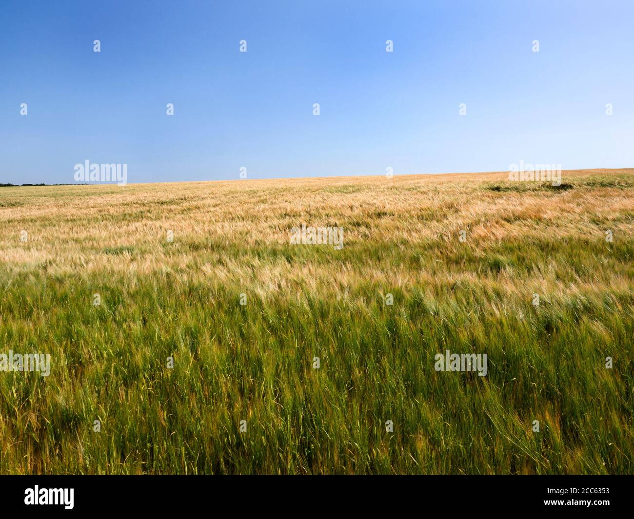 Barley crop ripening in a field near Harrogate North Yorkshire England Stock Photo