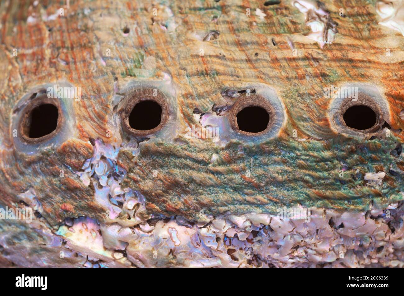 row of holes along one side of the abalone shell Stock Photo Alamy