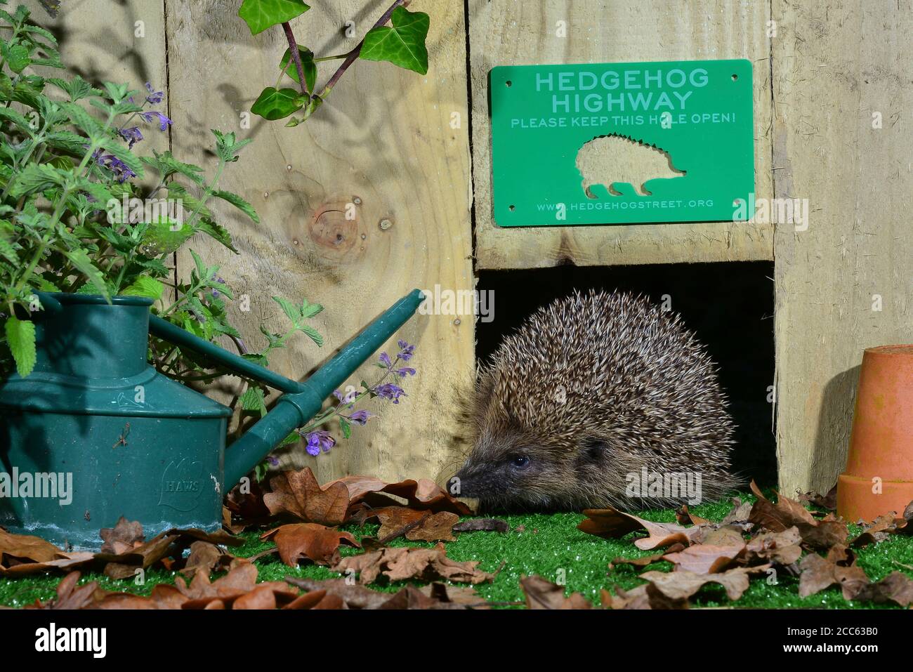 Hedgehog hole in fence hires stock photography and images Alamy