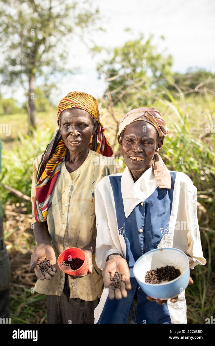 Women farmers hold okra seeds and plant them in their fields in northern Uganda, East Africa. Stock Photo