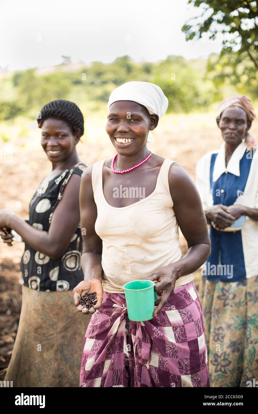 Women farmers hold okra seeds and plant them in their fields in northern Uganda, East Africa. Stock Photo