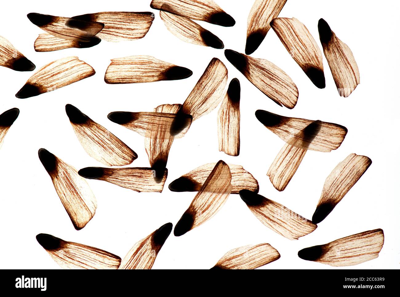 Seeds from Pine tree cone. Controlled conditions. Stock Photo