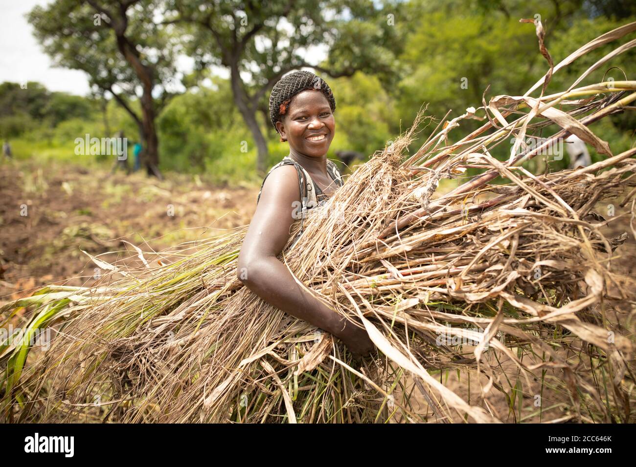 A refugee from South Sudan clears land for farming in a field outside Palabek Refugee Settlement in northern Uganda, East Africa. Stock Photo