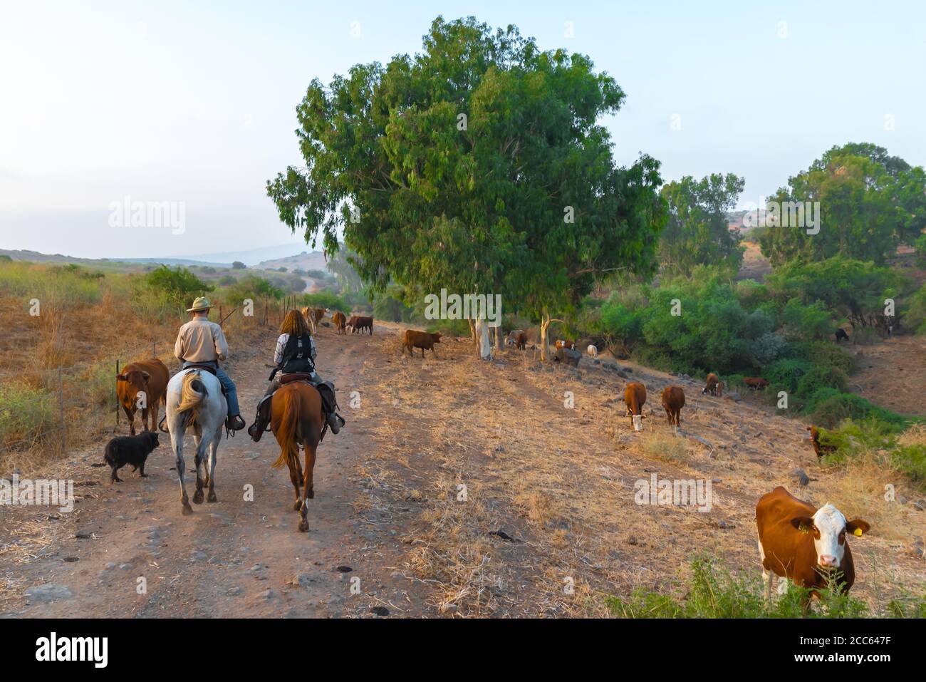 Horse back riding in the Jezreel Valley, Israel. Stock Photo