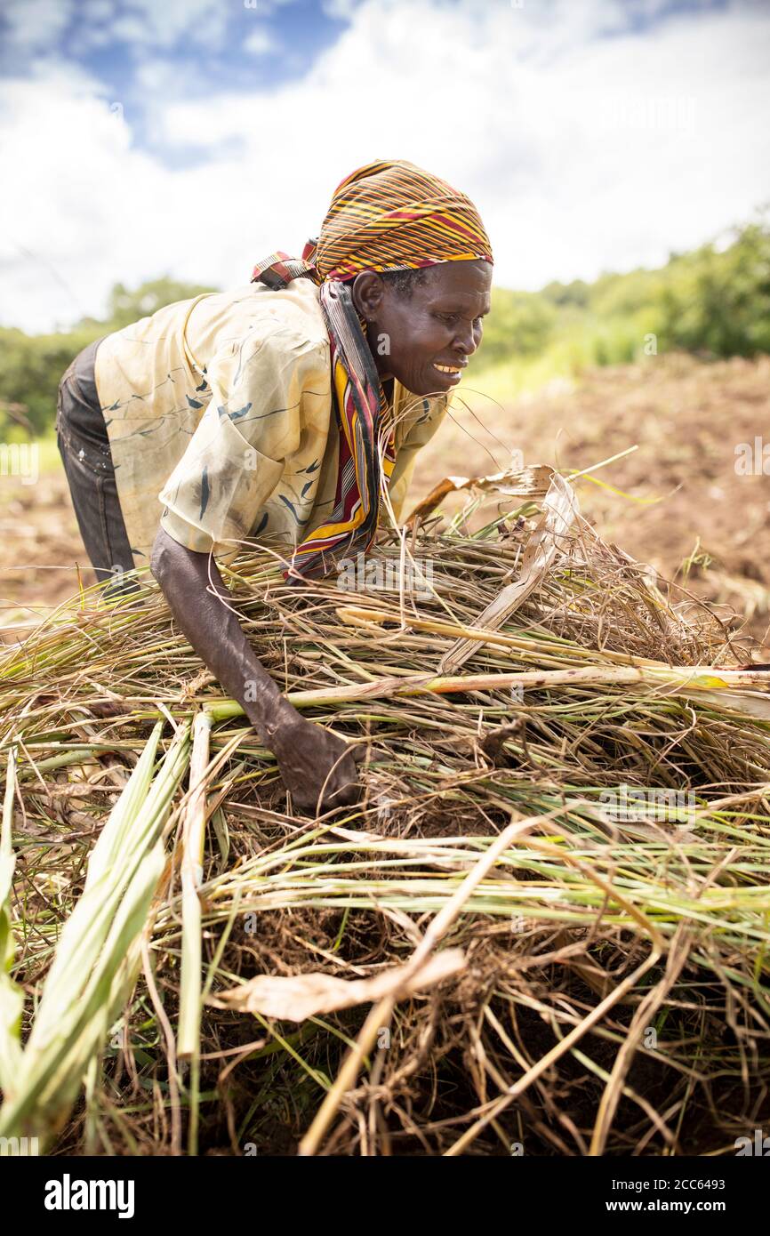 A refugee from South Sudan clears land for farming in a field outside Palabek Refugee Settlement in northern Uganda, East Africa. Stock Photo