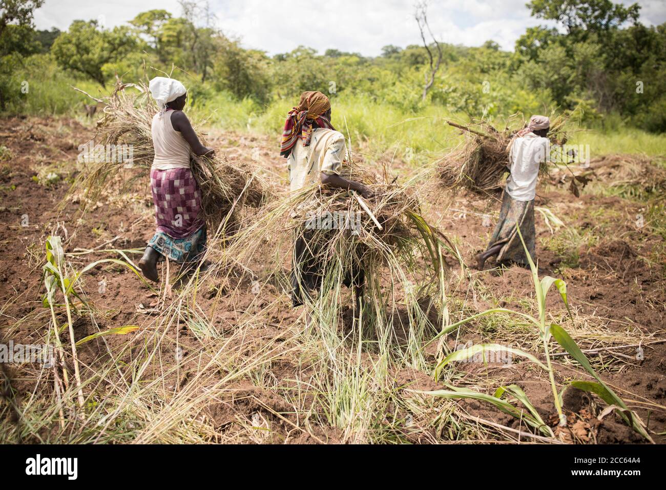 Three women refugees from South Sudan clears land for farming in a field outside Palabek Refugee Settlement in northern Uganda, East Africa. Stock Photo
