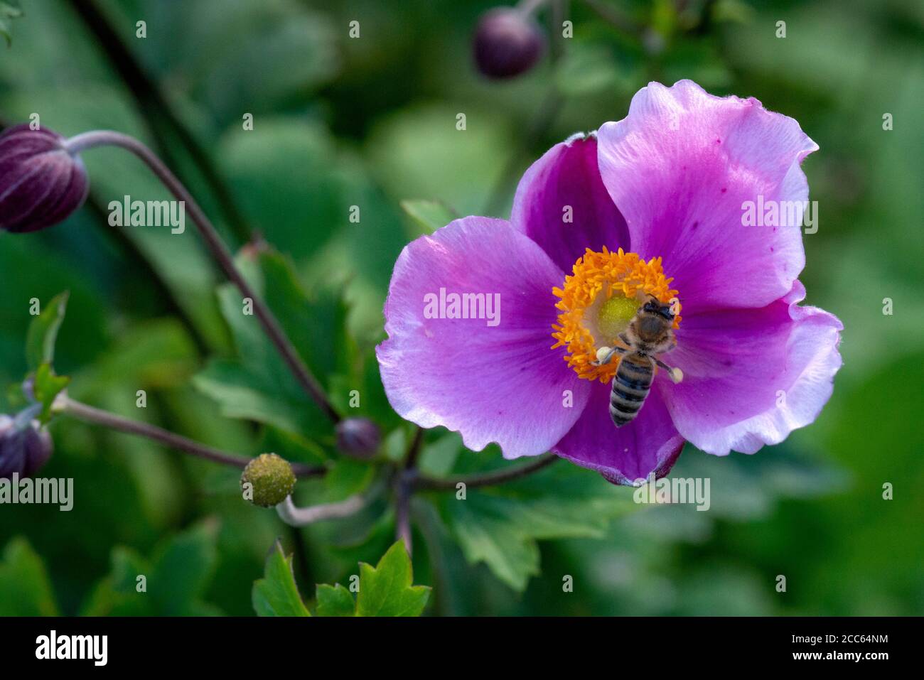 Honey Bee collecting pollen on pink flower blossom of single Anemone Hupehensis Hadspen Abundance or Japanese Anemone Windflower flowering plant in bloom Stock Photo