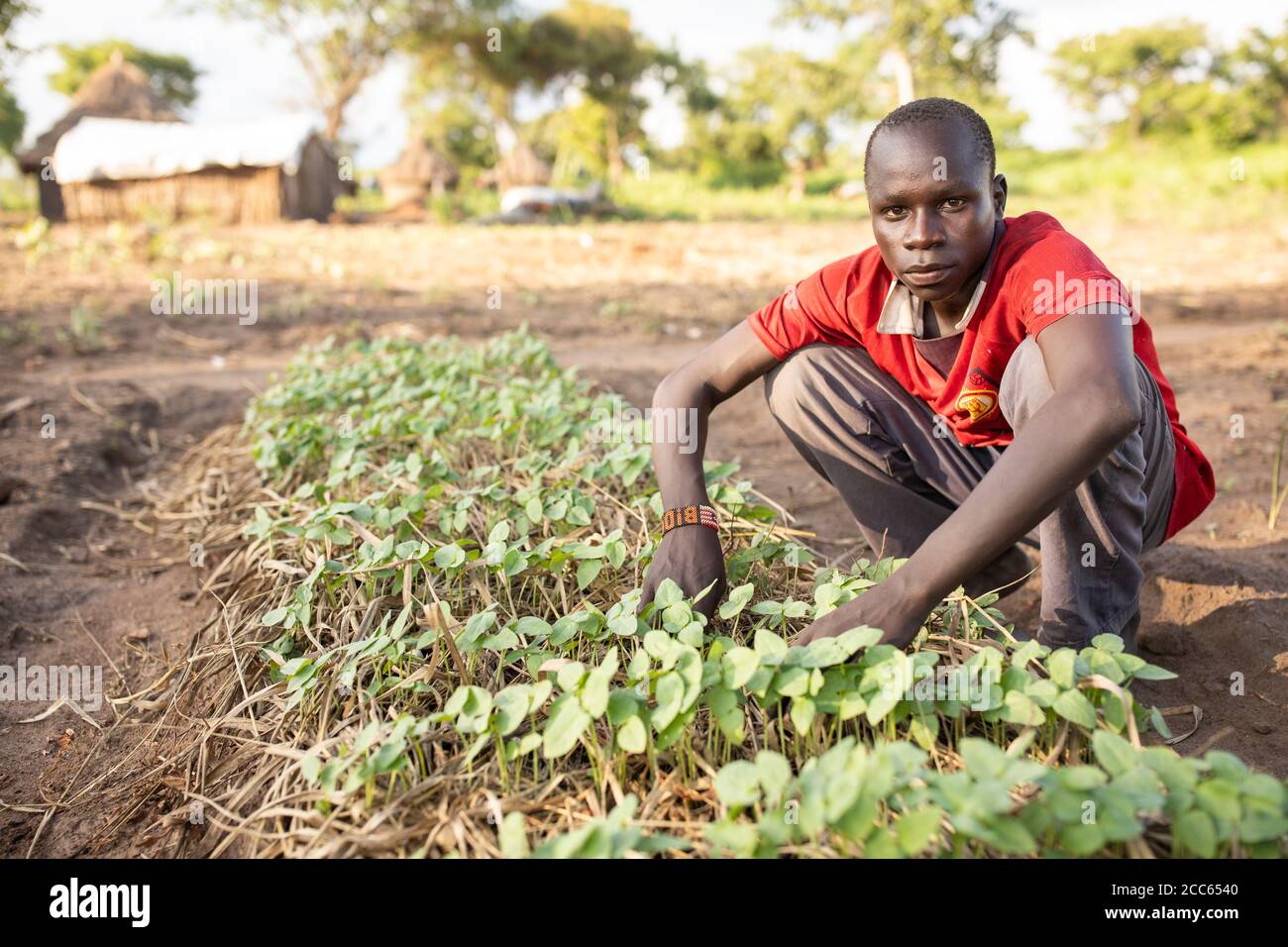 A teenage boy cultivates cowpea seedlings in his family’s garden