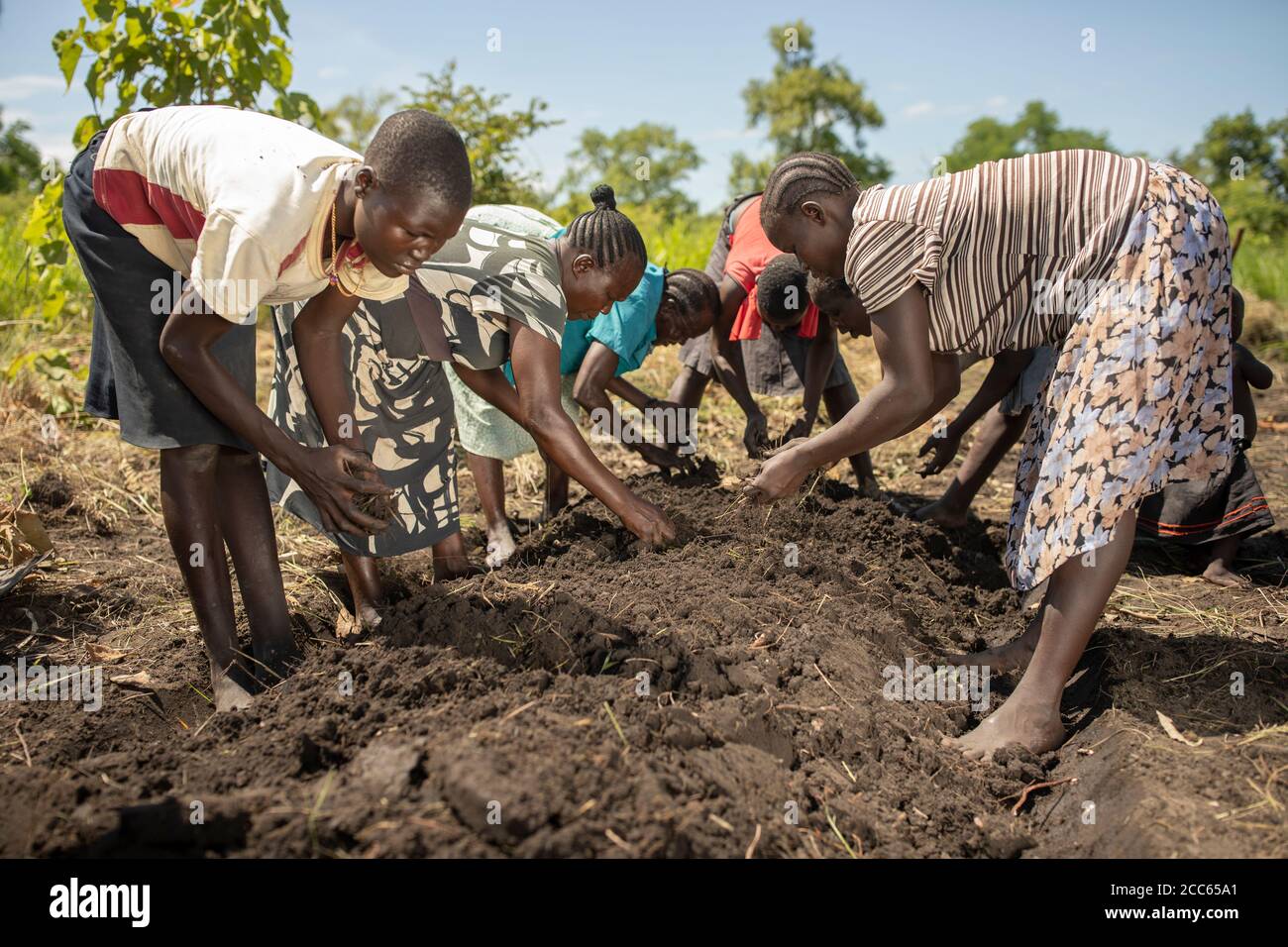 A group of refugee women farmers from South Sudan plant in seed bed in Palabek Refugee Settlement in northern Uganda, East Africa. Stock Photo