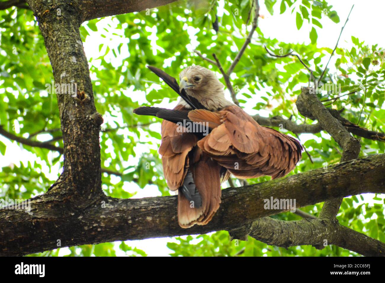 Eagle drawing hi-res stock photography and images - Alamy